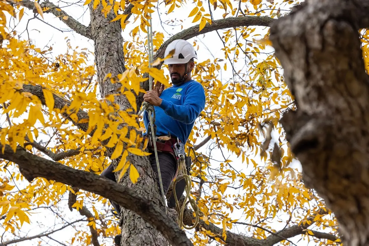 Skilled Emergency Tree Service crew working in Palmer